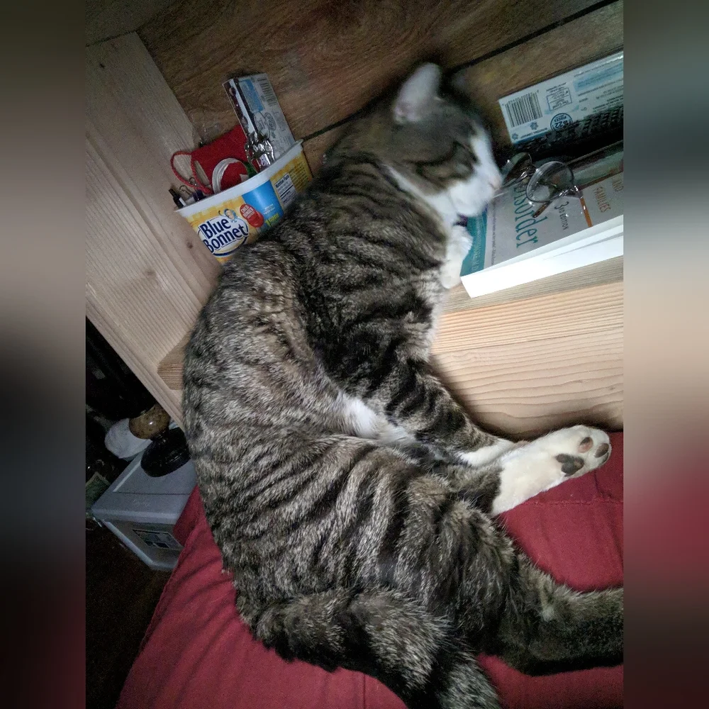 Losing your Cat Comfort Pet Companion